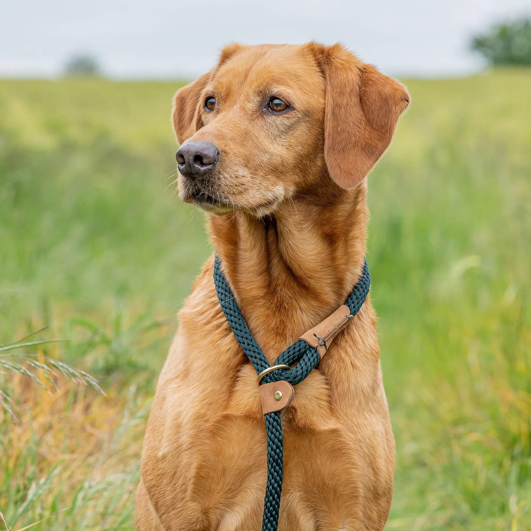 Dog Leads - Forest