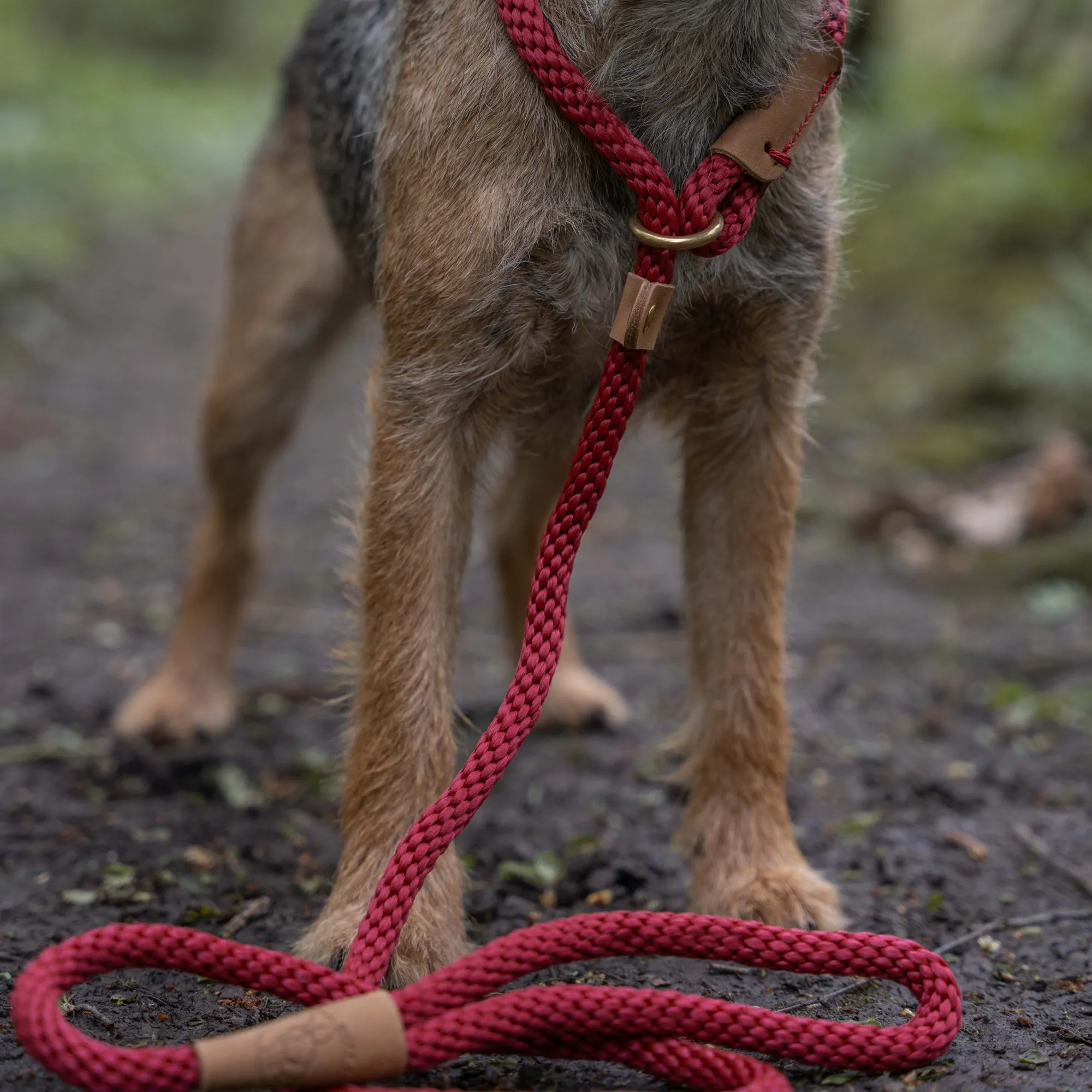 Dog Leads - Rosehip