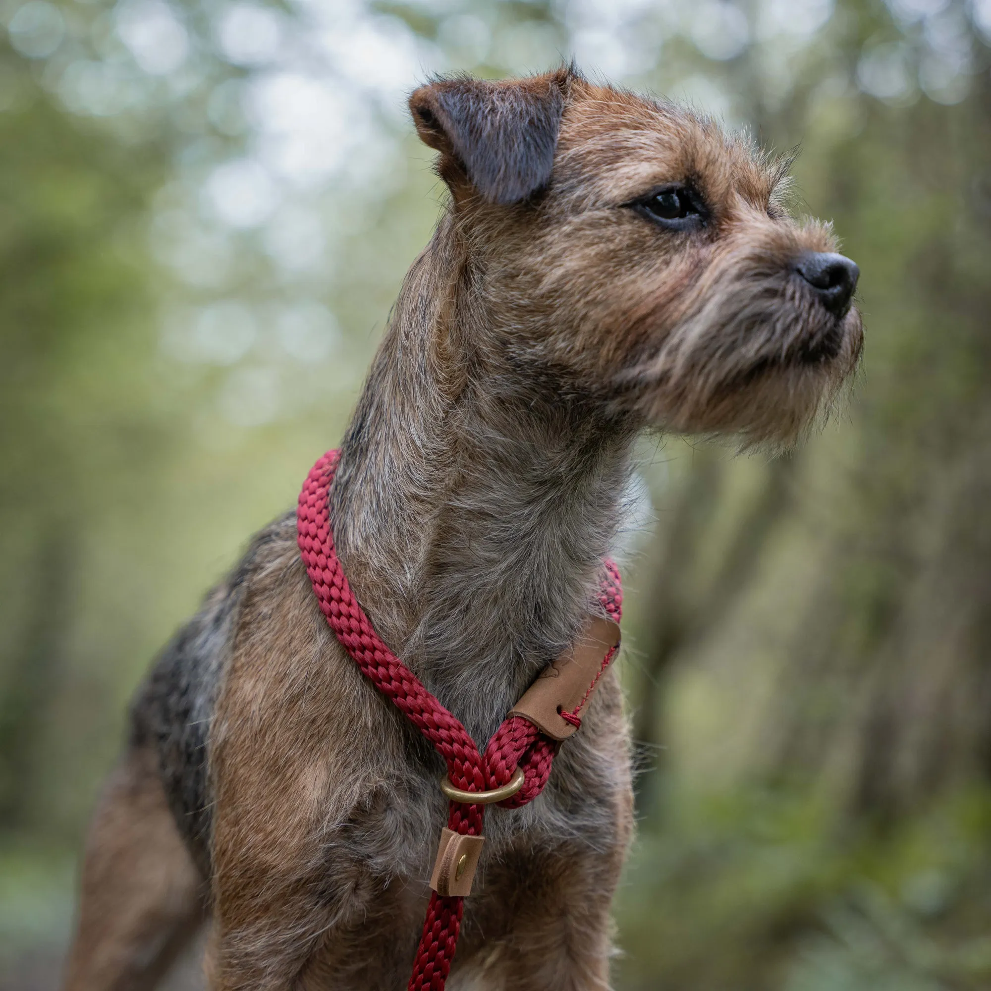 Dog Leads - Rosehip