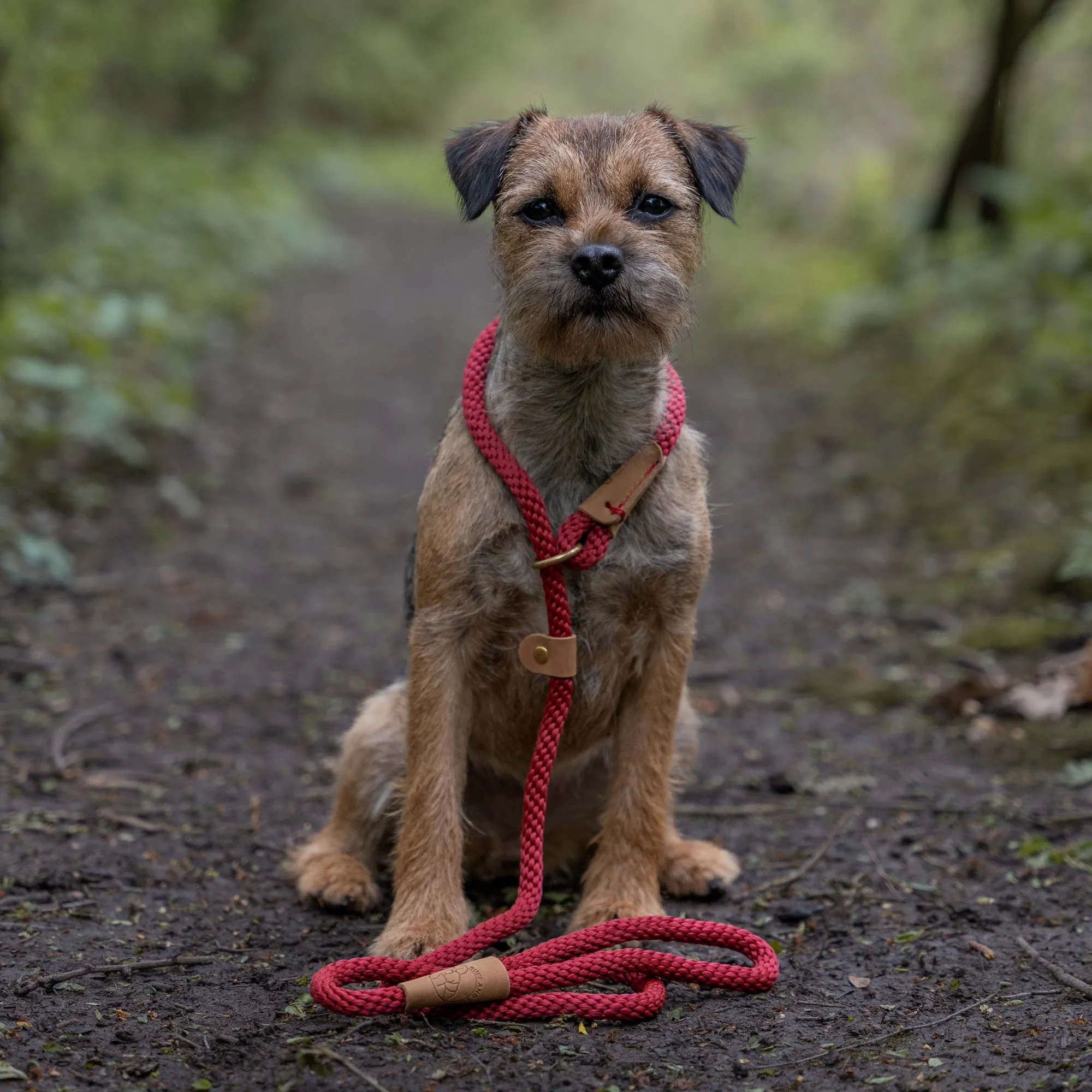 Dog Leads - Rosehip